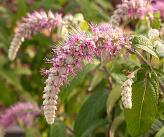 Hangende Buddleja (Rostrinucula dependens)
