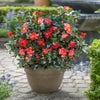 Camelia (Camellia '1001 Summer Nights')