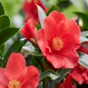 Camelia (Camellia japonica '1001 Summer Nights')
