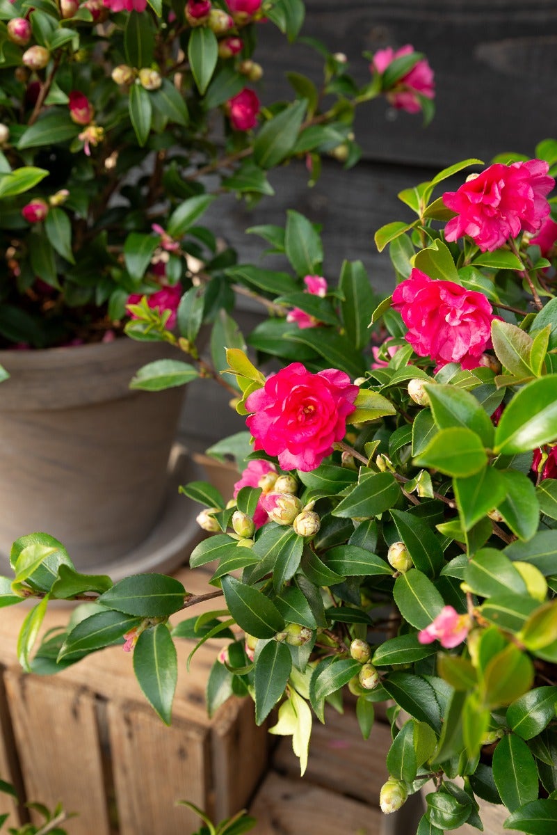 Camellia