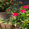 Herfstcamelia (Camellia sasanqua 'Petite Ruby') 