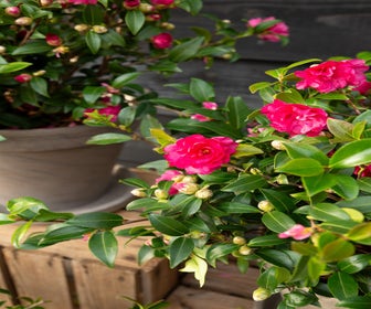 Herfstcamelia (Camellia sasanqua 'Petite Ruby') 