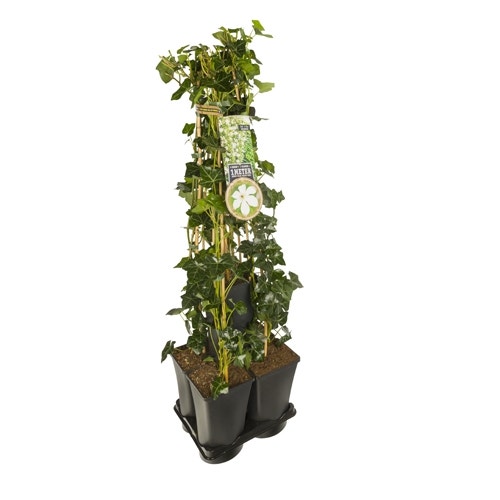 Hedera-Clematis mix haag (Forever Friends)