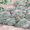 Huislook (Sempervivum 'Feldmaier')