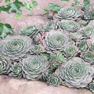 Huislook (Sempervivum 'Feldmaier')