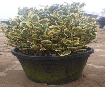 Kardinaalshoed als bol (Euonymus japonicus 'Bravo')
