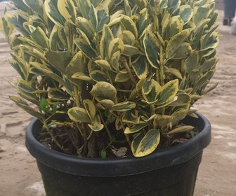 Kardinaalshoed als bol (Euonymus japonicus 'Bravo')