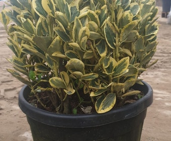 Kardinaalshoed als bol (Euonymus japonicus 'Bravo')