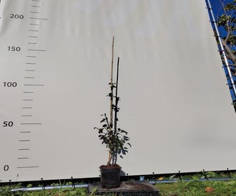 Perenboom (Pyrus communis 'Welsh brandy') Bio
