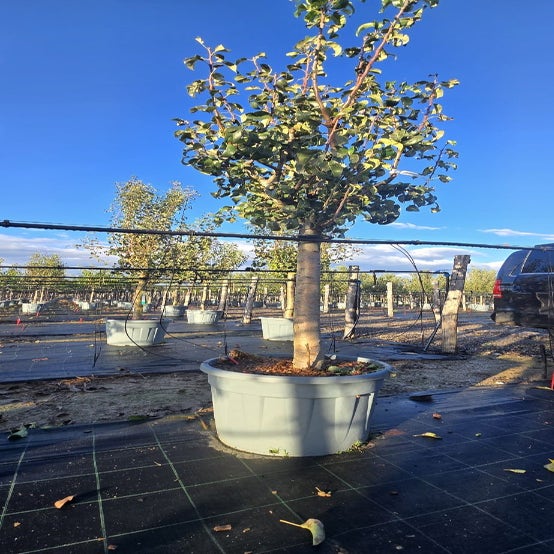 Pyrus communis 'Conference' halfstam, solitair