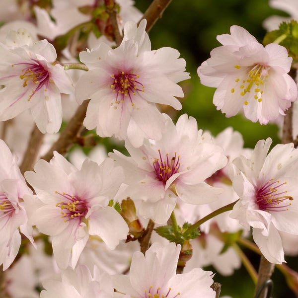 Prunus incisa ‘Mikinori’