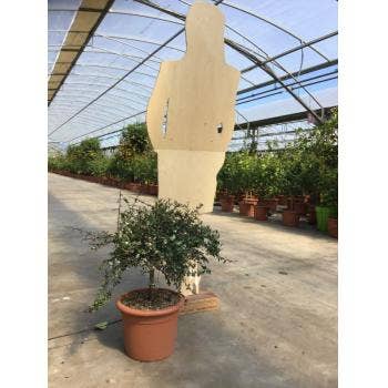 Vingerlimoen (Microcitrus australasica)