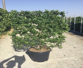 Amberboom als leivorm (Liquidambar styraciflua)