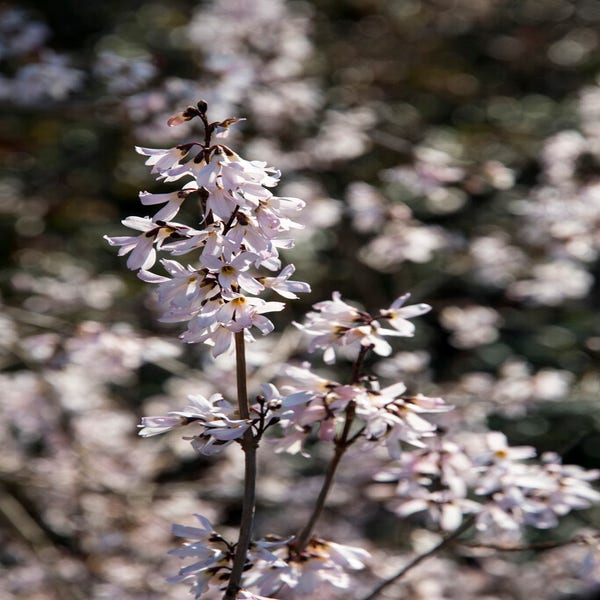 Abeliophyllum distichum