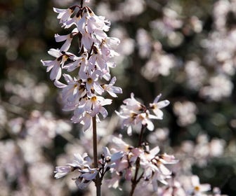 Witte Forsythia (Abeliophyllum distichum)
