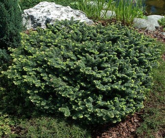 Dwerg balsemden (Abies balsamea 'Nana')