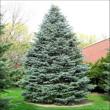 Colorado zilverspar (Abies concolor 'Glauca') Volwassen
