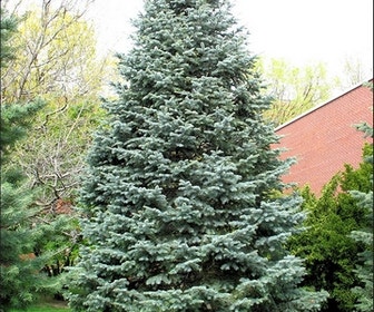 Colorado zilverspar (Abies concolor)