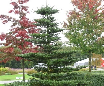 Koreaanse zilverspar (Abies koreana)