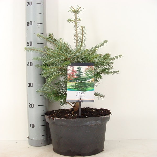 Abies koreana 30/40 C3