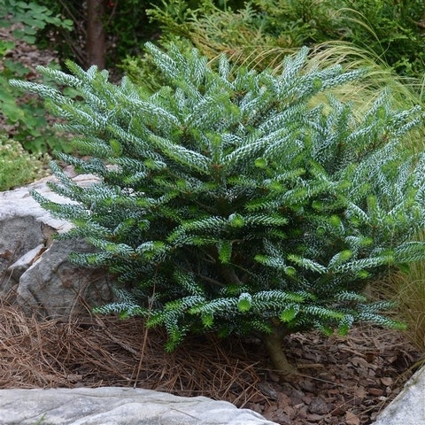 Koreaanse Zilverspar (Abies koreana 'Silberlocke') Volwassen