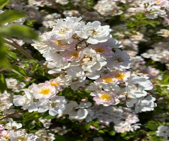 Struikroos (Rosa 'Abigail Adams') (BIO)