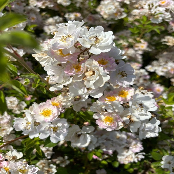 Struikroos (Rosa 'Abigail Adams') (BIO)
