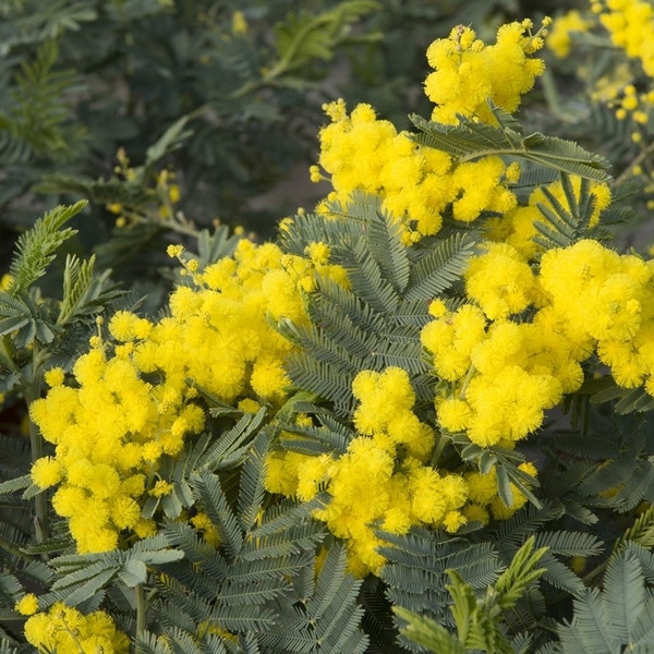 acacia_dealbata.jpg?optimize=medium&fit=crop&height=600&width=600