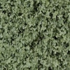 Stekelnootje (Acaena buchananii)