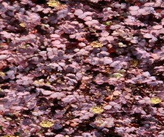 Stekelnootje (Acaena inermis 'Purpurea')