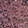 Stekelnootje (Acaena inermis 'Purpurea')