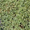 Stekelnootje (Acaena magellanica)