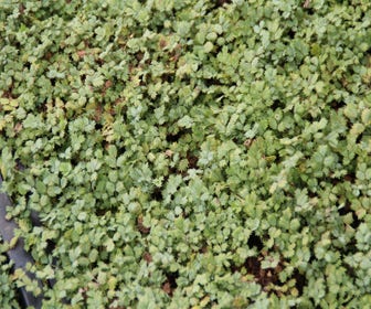 Stekelnootje (Acaena magellanica)