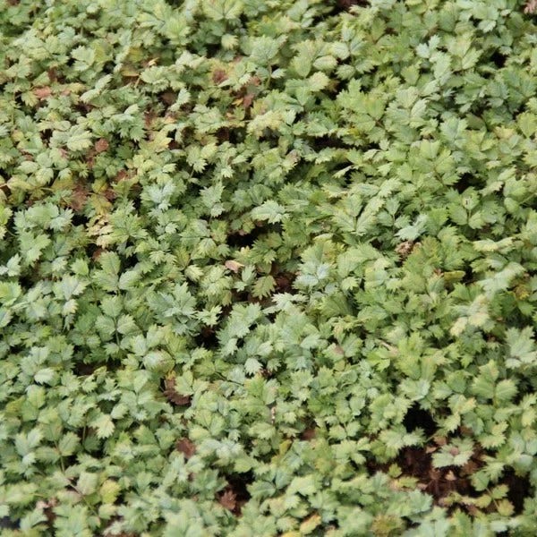 Acaena magellanica