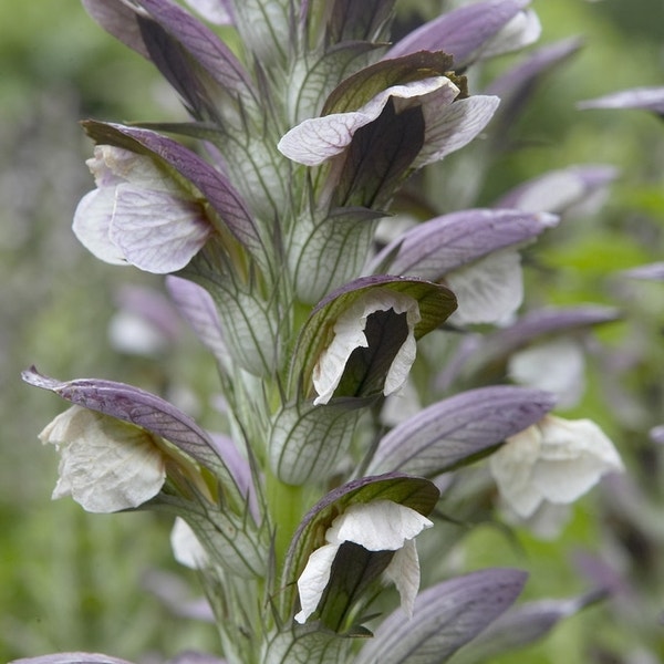 Stekelige berenklauw (Acanthus mollis)