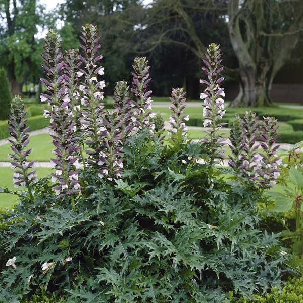 Stekelige berenklauw (Acanthus mollis) | Directplant