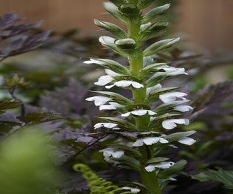 Stekelige berenklauw (Acanthus mollis 'Rue Ledan')