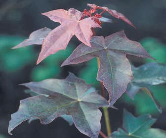 Colchische esdoorn (Acer cappadocicum 'Rubrum')
