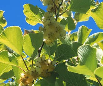 Kiwiplant (Actinidia deliciosa 'Boskoop')