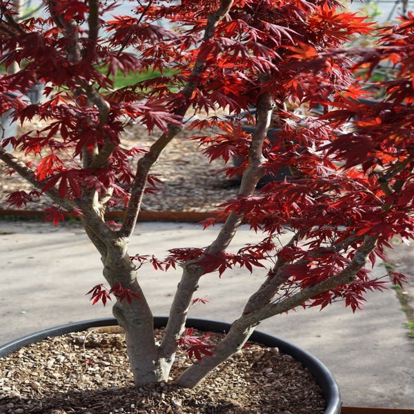 Japanse esdoorn (Acer palmatum 'Bloodgood') - Droomplanten
