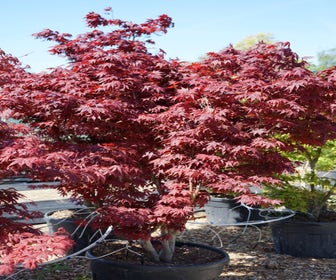 Japanse esdoorn (Acer palmatum 'Bloodgood') - Droomplanten