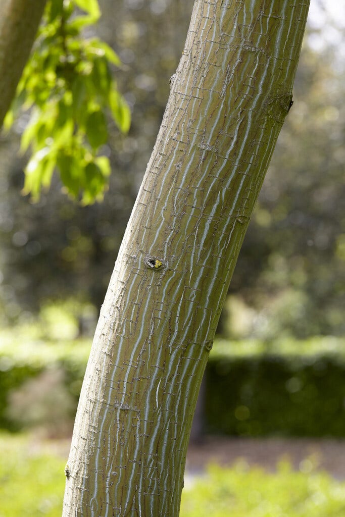 Olivers esdoorn