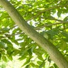 Streepjesbast Esdoorn (Acer davidii)