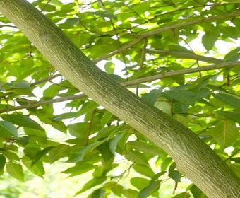 Streepjesbast Esdoorn (Acer davidii)