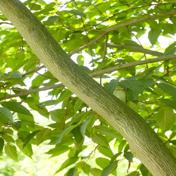 Streepjesbast Esdoorn (Acer davidii)