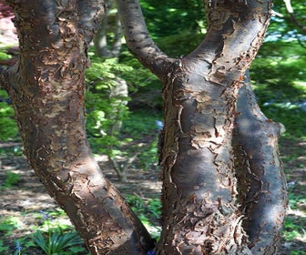 Papieresdoorn (Acer griseum)