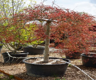 Japanse Esdoorn op stam (Acer palmatum dissectum 'Inaba Shidare') - Droomplanten