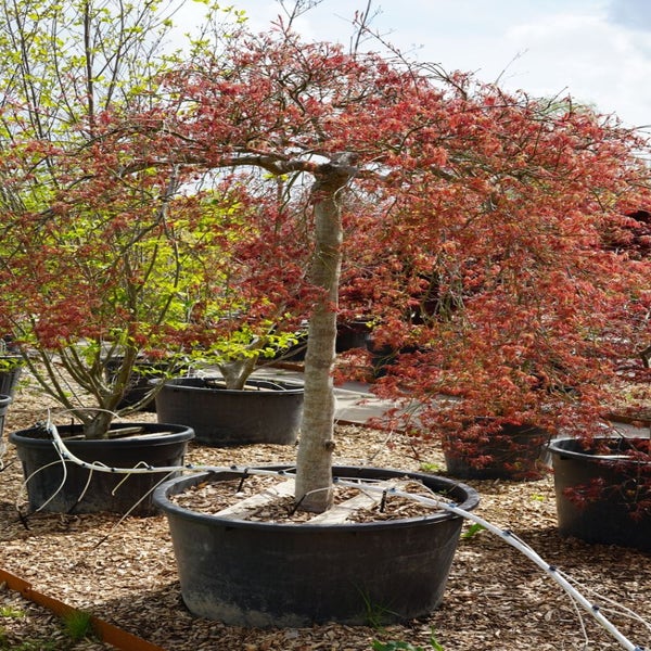 Japanse Esdoorn op stam (Acer palmatum dissectum 'Inaba Shidare') - Droomplanten