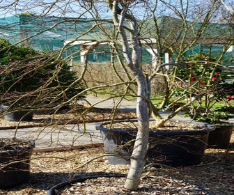 Japanse Esdoorn (Acer palmatum dissectum 'Inaba Shidare') - Droomplanten