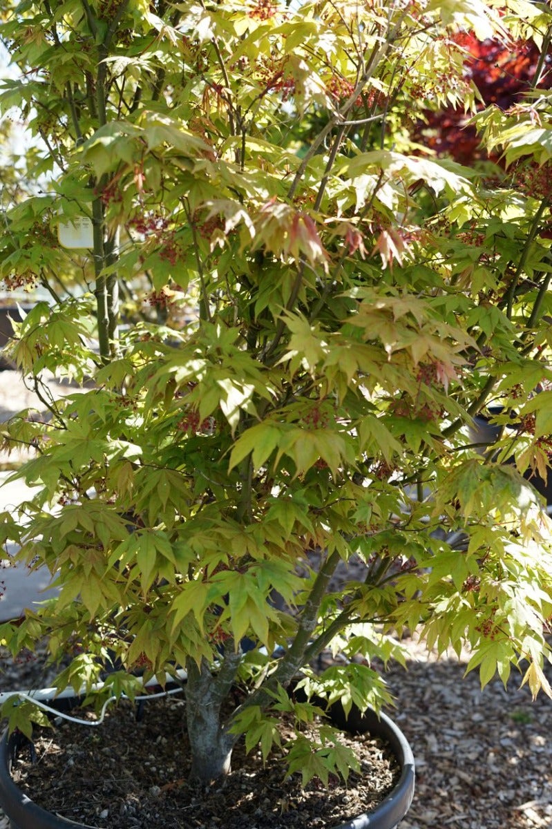 Japanse esdoorn